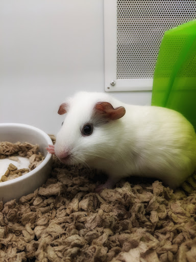 Pet Supply Store «Petco Animal Supplies», reviews and photos, 5631 Grove Blvd, Hoover, AL 35226, USA