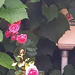 Photo n°1 de l'avis de Andre.u fait le 09/07/2023 à 20:19 sur le  Uves Restaurant à Wilthen