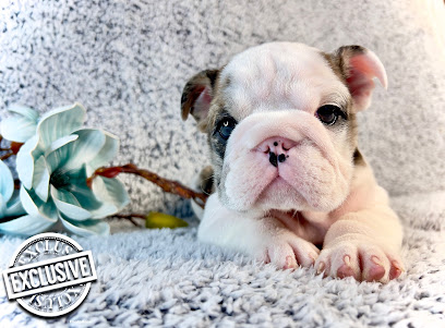 Ventas de cachorros bulldog & inglés