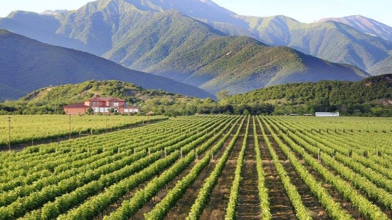 Chelti Weintradition aus Georgien