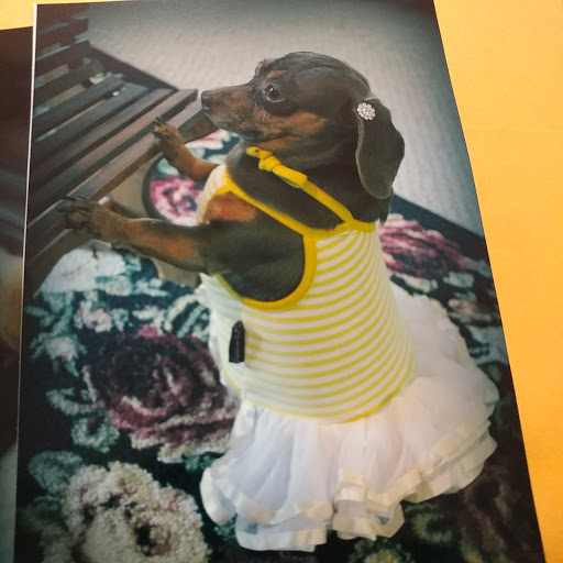 Pet Supply Store «All Pet & Equine Supply», reviews and photos, 1120 Porter Wagoner Blvd, West Plains, MO 65775, USA