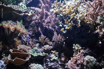 Aquarium de Limoges à Limoges