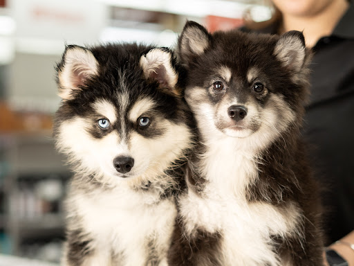 Pet Store «Petland Pembroke Pines», reviews and photos, 356 N University Dr, Pembroke Pines, FL 33024, USA