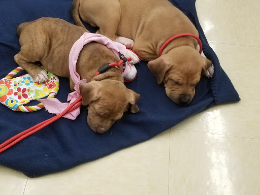 Pet Supply Store «Petco Animal Supplies», reviews and photos, 8404 Eager Rd b, Brentwood, MO 63144, USA