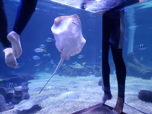 Aquarium «SeaQuest Interactive Aquarium Las Vegas», reviews and photos, 3528 S Maryland Pkwy #340, Las Vegas, NV 89169, USA