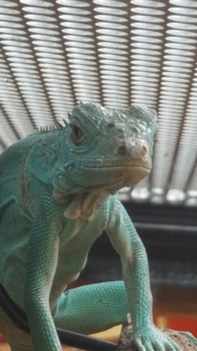 Pet Supply Store «Petco Animal Supplies», reviews and photos, 4167 Cheshire Station Plaza, Dale City, VA 22193, USA