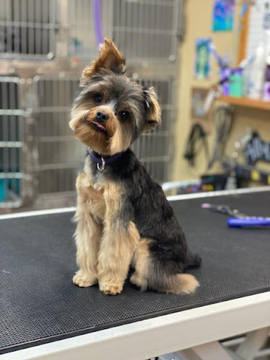 Blylee's Pet Grooming