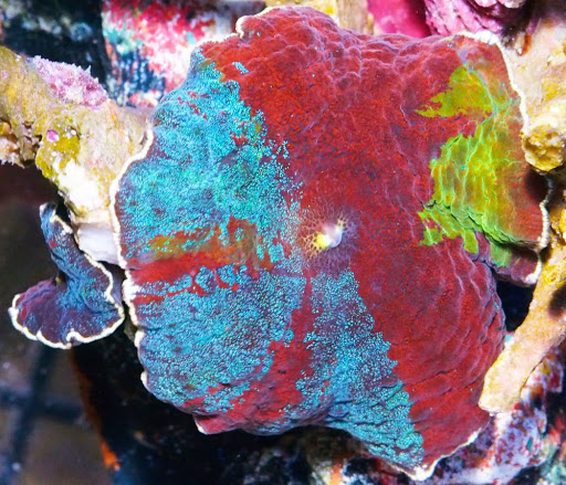 Pet Supply Store «Pacific East Aquaculture», reviews and photos, 107 School St, Mardela Springs, MD 21837, USA