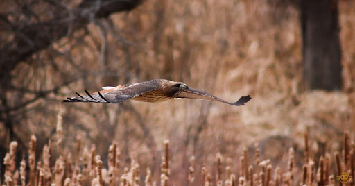 Wildlife Park «Willow Spring Open Space», reviews and photos, 7100 S Holly St, Centennial, CO 80112, USA