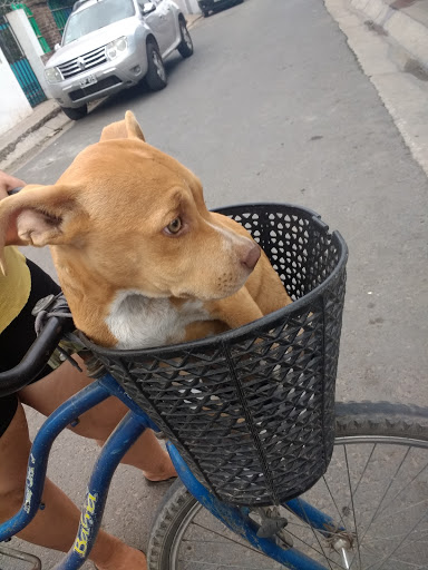 Adiestradores de gatos en Rosario