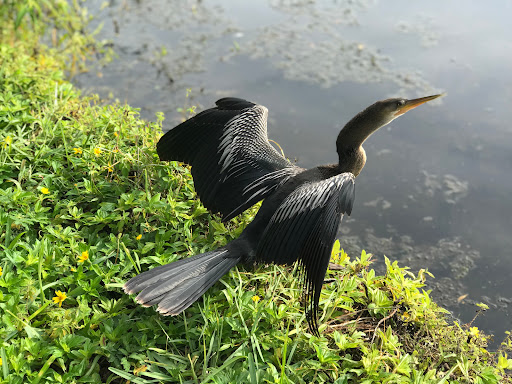 Park «John S. Taylor Park», reviews and photos, 1100 8th Ave SW, Largo, FL 33770, USA