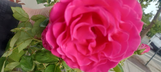 Hardware Store «Downtown Walnut Creek Ace Hardware», reviews and photos, 2044 Mt Diablo Blvd, Walnut Creek, CA 94596, USA