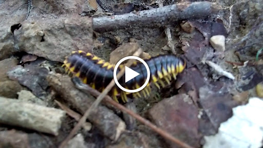 National Forest «Hoosier National Forest», reviews and photos, 811 Constitution Ave, Bedford, IN 47421, USA