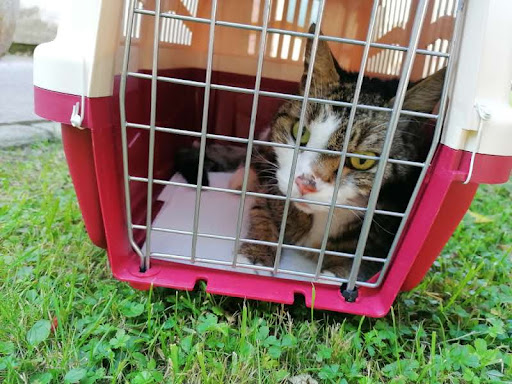 Clínica Veterinaria Bezana en Santa Cruz de Bezana