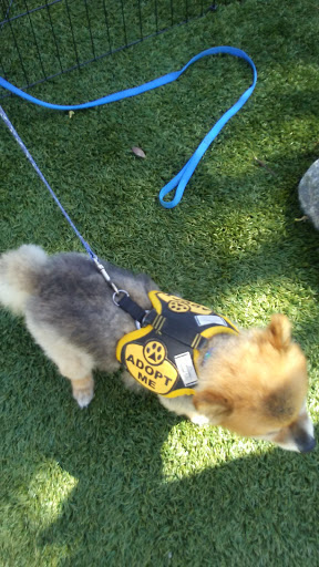 Pet Supply Store «Muttropolis Solana Beach», reviews and photos, 227 S Cedros Ave, Solana Beach, CA 92075, USA