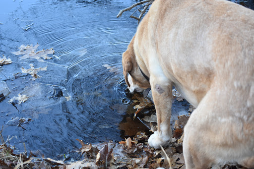 Campground «Lorraine Park Campground», reviews and photos, 133 Jenkins Rd, Andover, MA 01810, USA