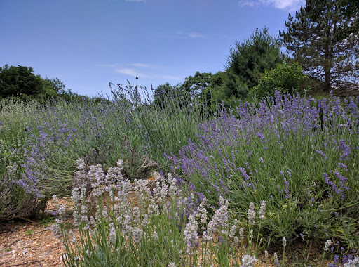 Farm «Blooming Hill Lavender Farm», reviews and photos, 19929 Telegraph Springs Rd, Purcellville, VA 20132, USA