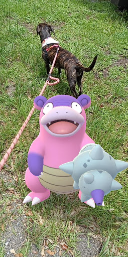 Park «Al Helms Dog Park», reviews and photos, 1022 Balboa Ave, Panama City, FL 32401, USA