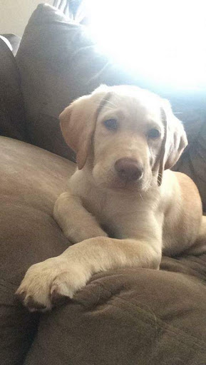 Pet Supply Store «PetSmart», reviews and photos, 4485 24th Ave, Fort Gratiot Twp, MI 48059, USA