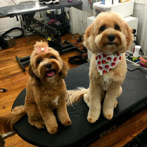 Pet Store «Pawsh Dog Boutique», reviews and photos, 31 Gloucester St, Boston, MA 02115, USA