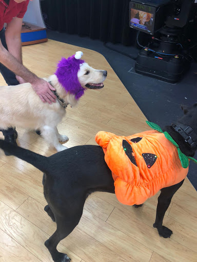 Pet Groomer «Hollywood Houndz Boutique, Spa & Hotel», reviews and photos, 4243 W Lake Mary Blvd, Lake Mary, FL 32746, USA