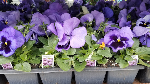 Garden Center «Westminster Nursery & Florist», reviews and photos, 30 Westminster Rd, West Hempstead, NY 11552, USA