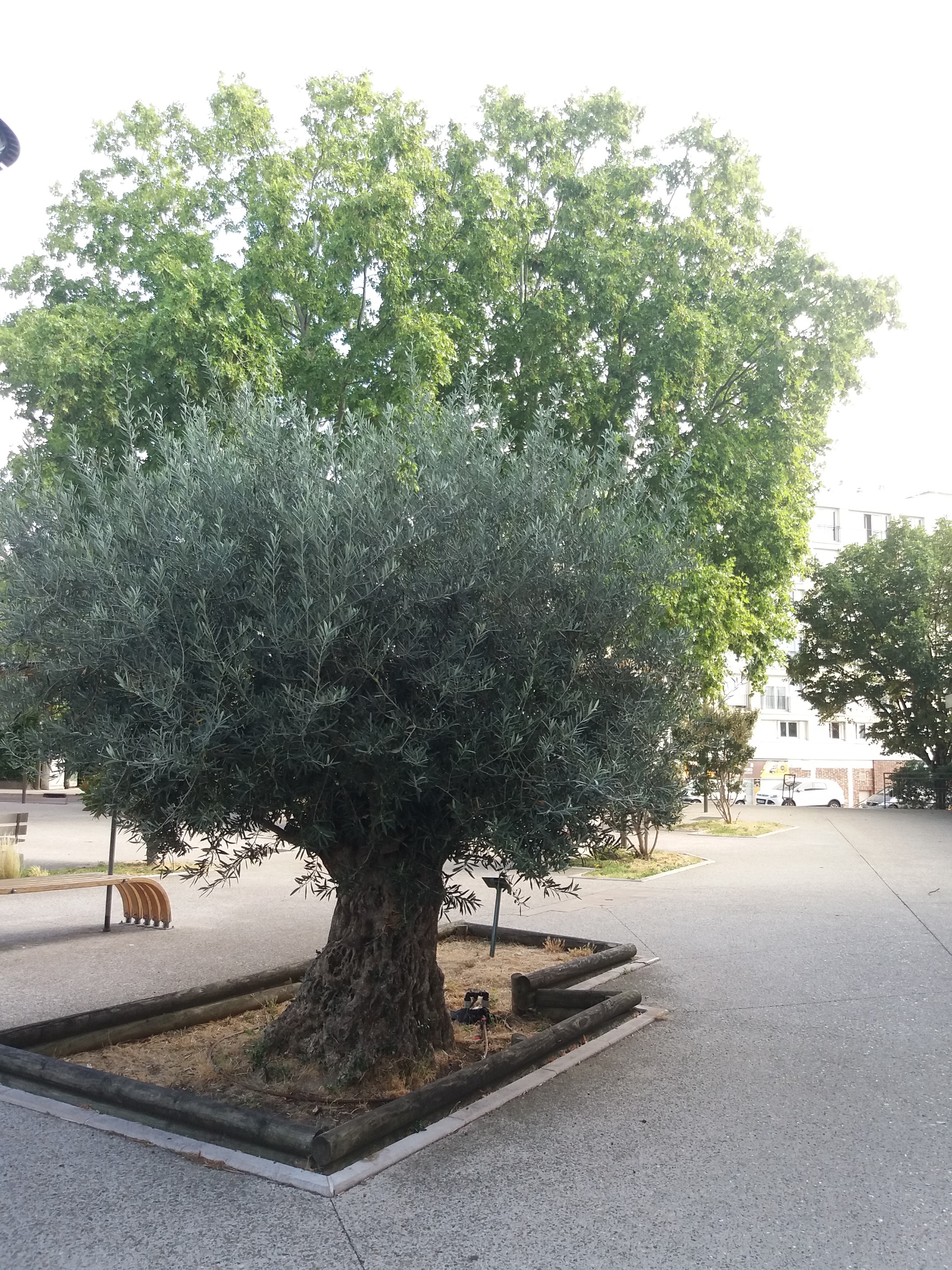 Photo n° 1 de l'avis de Patrick.o fait le 29/07/2020 à 04:54