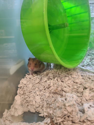 Pet Supply Store «PetSmart», reviews and photos, 5013 S Cleveland Ave, Fort Myers, FL 33907, USA