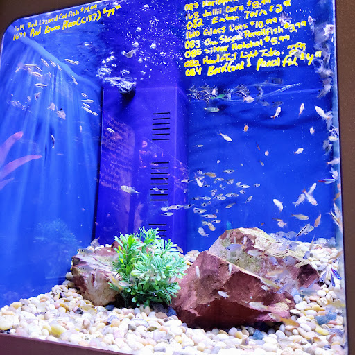 Tropical Fish Store «Dallas North Aquarium», reviews and photos, 2910 E Trinity Mills Rd, Carrollton, TX 75006, USA