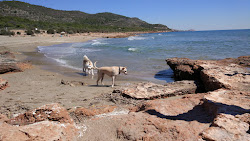 Platja del Russo'in fotoğrafı vahşi alan