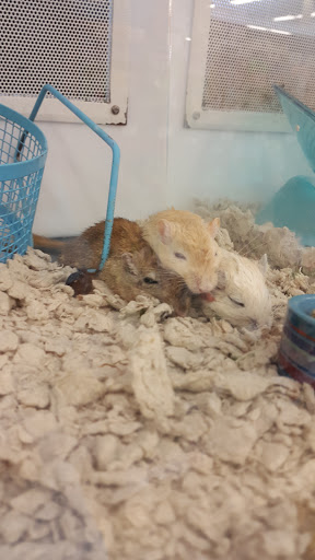 Pet Supply Store «Petco Animal Supplies», reviews and photos, 8404 Eager Rd b, Brentwood, MO 63144, USA