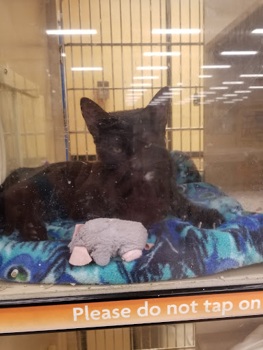 Pet Supply Store «PetSmart», reviews and photos, 6251 N Davis Hwy, Pensacola, FL 32504, USA