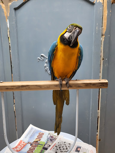 Pet Store «Louis Birds Pets & Supplies», reviews and photos, 80 Keyes St, San Jose, CA 95122, USA