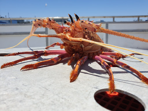 Western Rock Lobster WA - Paratore - Fishing Co