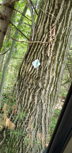 Nature Preserve «Edwin and Gertrude Grace Nature Preserve», reviews and photos, 24 Westbrook Ct, Greenlawn, NY 11740, USA