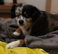 Meghan's Pet Sitting and More - Photo 7 - Car repair in , Glendale