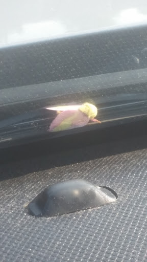 Dry Cleaner «Squeaky Clean Laundry Inc», reviews and photos, 5046 Lincoln Way E, Fayetteville, PA 17222, USA