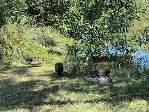 Park «Hillendale Park», reviews and photos, 19260 Clairmont Way, Oregon City, OR 97045, USA