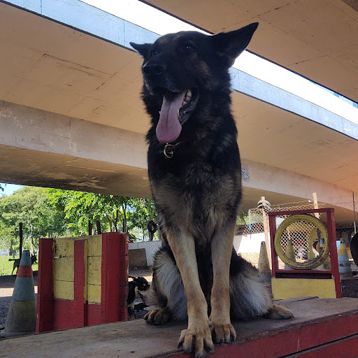 Logo da empresa - Adestramento de cães ursula