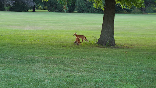 Golf Course «Meadowview Golf & Country Club», reviews and photos, 1500 E Maple St, Central City, IA 52214, USA
