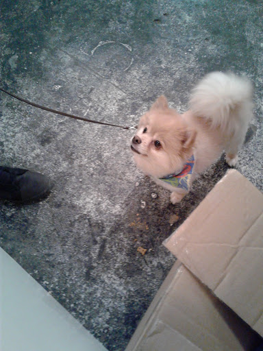 Pet Store «Bushy Tails», reviews and photos, 1087 Flushing Ave, Brooklyn, NY 11237, USA