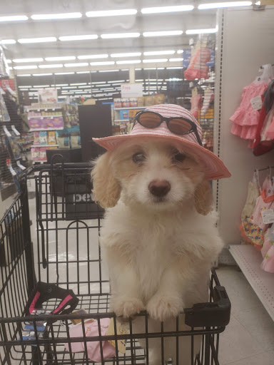 Pet Supply Store «Petco Animal Supplies», reviews and photos, 3384 Tyler St, Riverside, CA 92503, USA