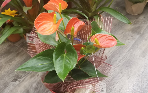 Grocery Store «Vons», reviews and photos, 932 E Badillo St, Covina, CA 91724, USA