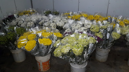 CCL Flowers