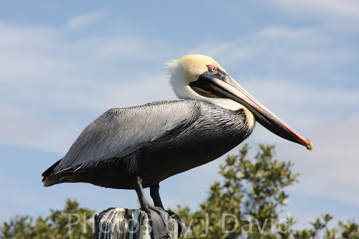 Boat Tour Agency «Spongeorama Cruise lines», reviews and photos, 510 Dodecanese Blvd, Tarpon Springs, FL 34689, USA