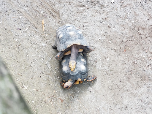 Zoo «Alligator Adventure», reviews and photos, 4604 Hwy 17 S, North Myrtle Beach, SC 29582, USA