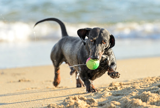 Cha Cha's Doggie Daycare