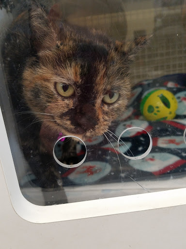 Pet Supply Store «Petco Animal Supplies», reviews and photos, 1419 Towne Square Blvd NW, Roanoke, VA 24019, USA