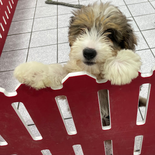 Pet Store «The Family Puppy of Oakland Mall», reviews and photos, 528 W 14 Mile Rd, Troy, MI 48083, USA
