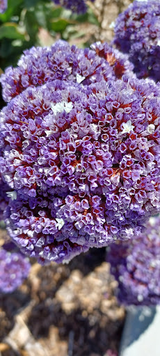 Shopping Mall «Marsh Manor Shopping Center», reviews and photos, 3700 Florence St, Redwood City, CA 94063, USA